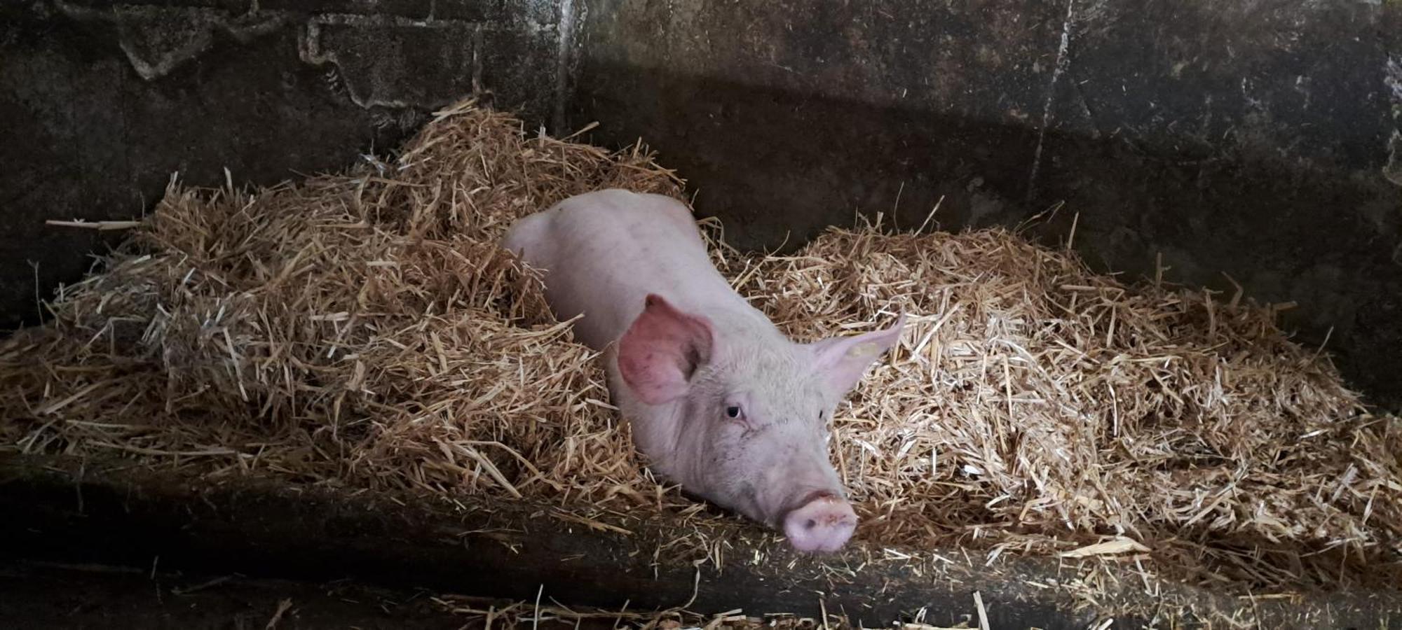 Biobauernhof Schneiderbauer Lägenhet Unken Exteriör bild