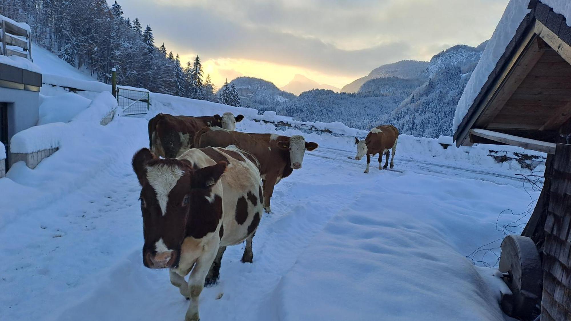 Biobauernhof Schneiderbauer Lägenhet Unken Exteriör bild